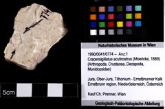 Foto (Objket + Etiketten) von Cracensigillatus acutirostrus (Moericke, 1889) 